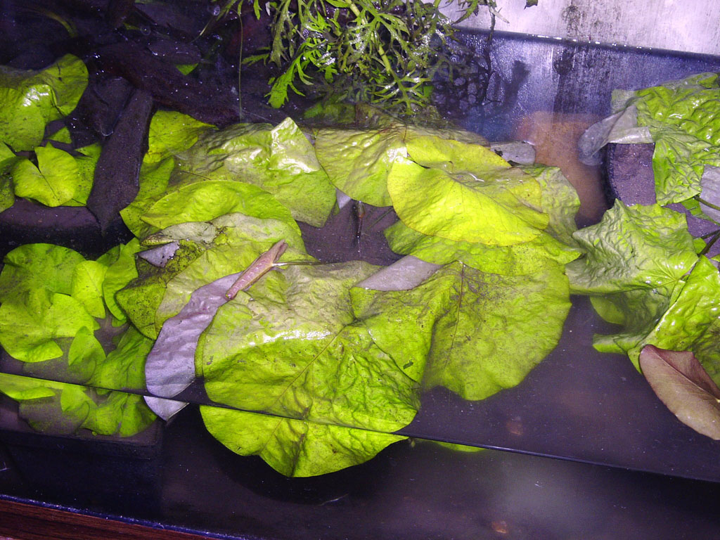 Nymphaea minuta Aug 29 06 outside shade Image035